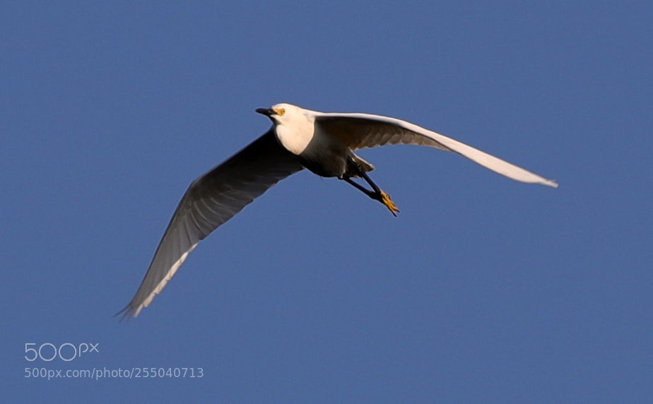 Canon EOS-1D X Mark II sample photo. 04-24-18-0014334.jpg photography