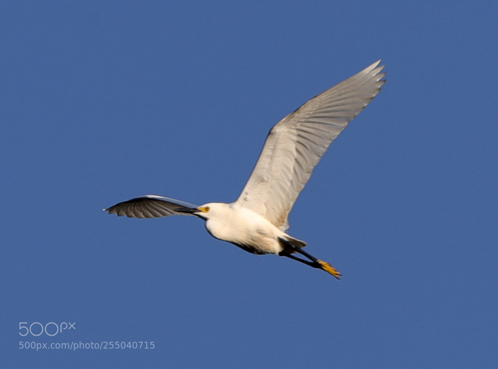 Canon EOS-1D X Mark II sample photo. 04-24-18-0014333.jpg photography