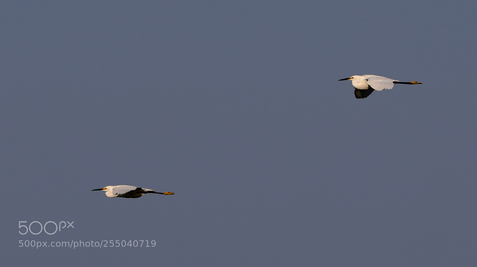 Canon EOS-1D X Mark II sample photo. 04-24-18-0014336.jpg photography