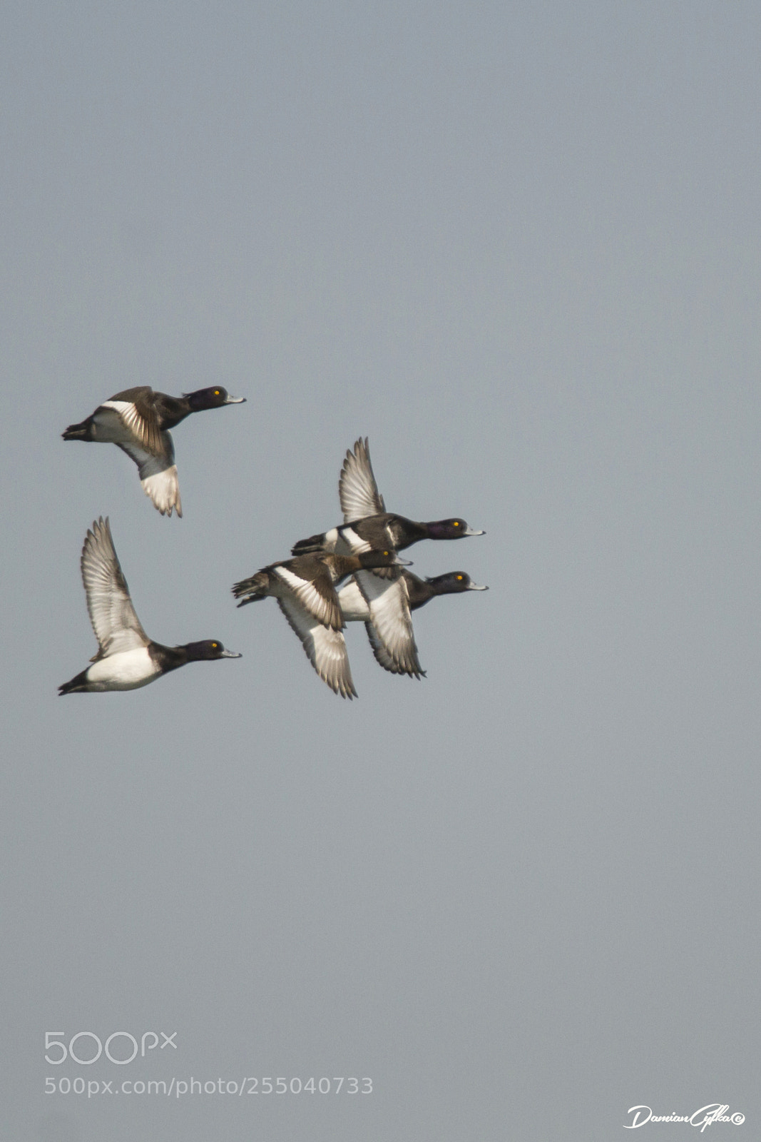 Canon EOS 7D sample photo. Tufted ducks photography
