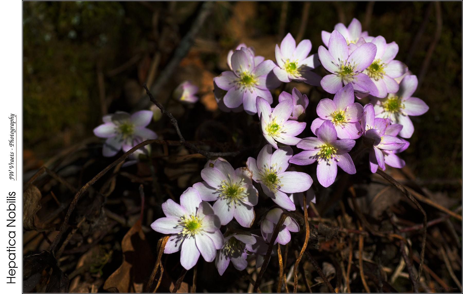 Nikon D7100 sample photo. Hepatica nobilis photography