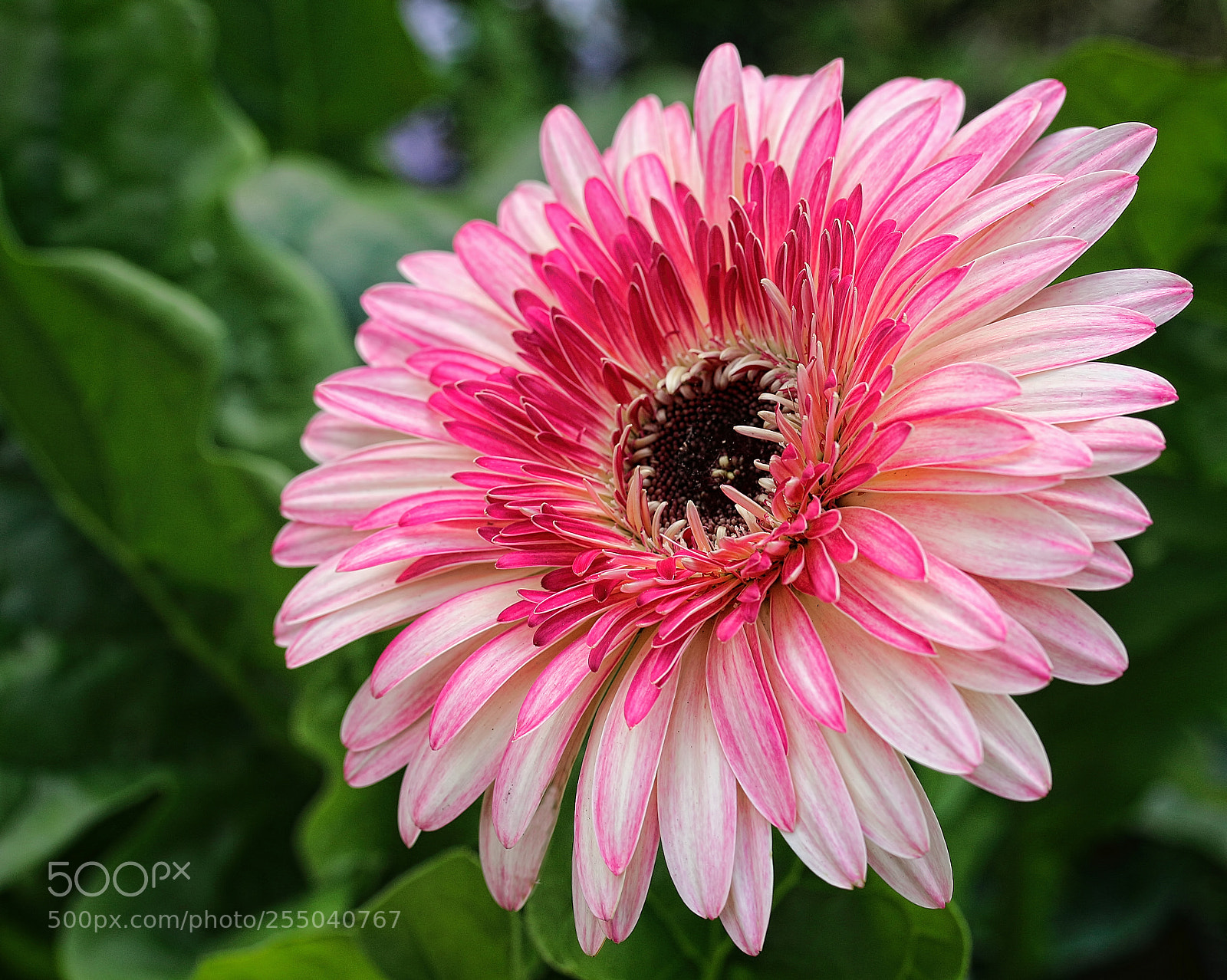 Canon EOS 70D sample photo. Pink photography