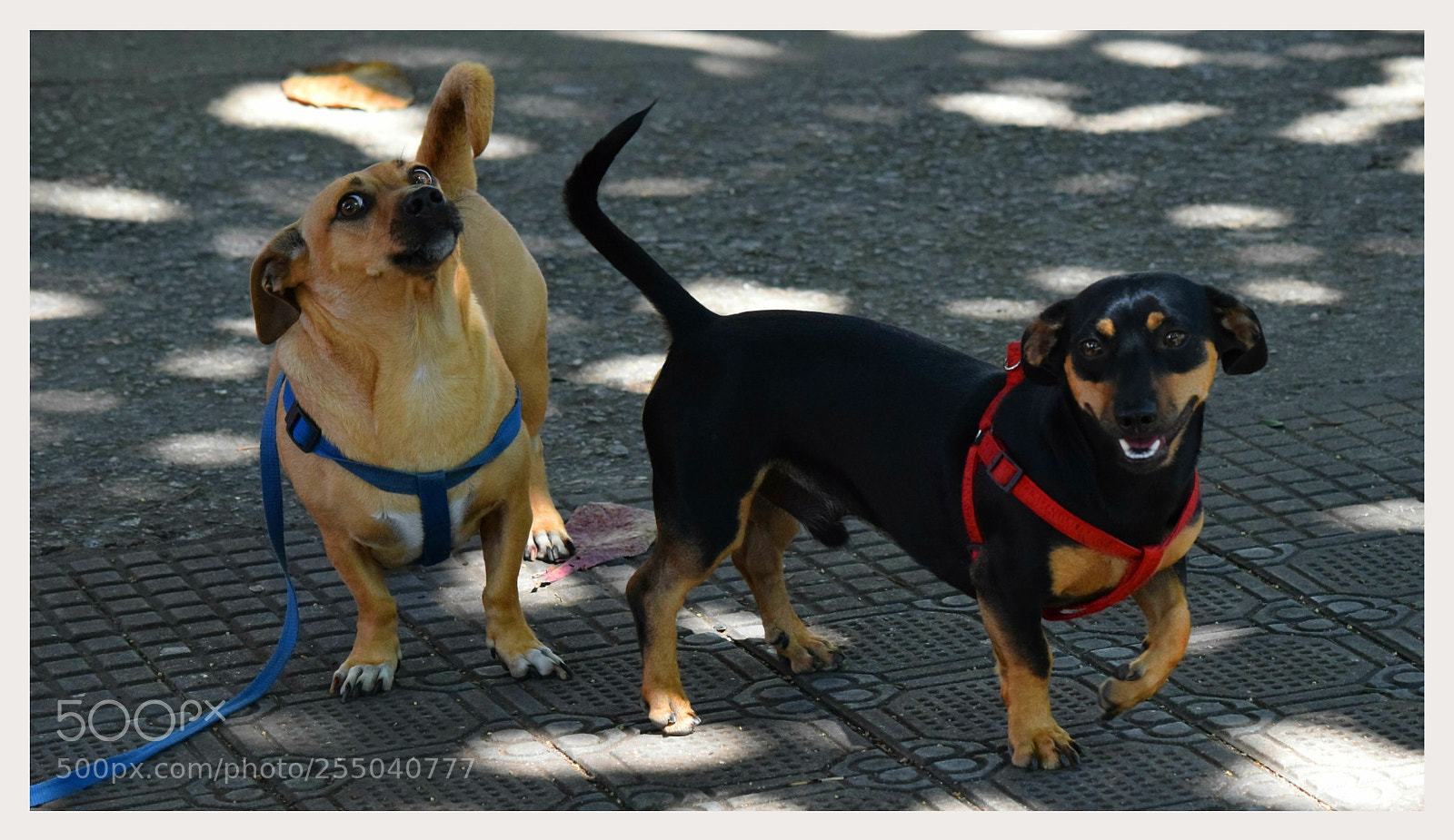 Nikon D5300 sample photo. "hei" photography
