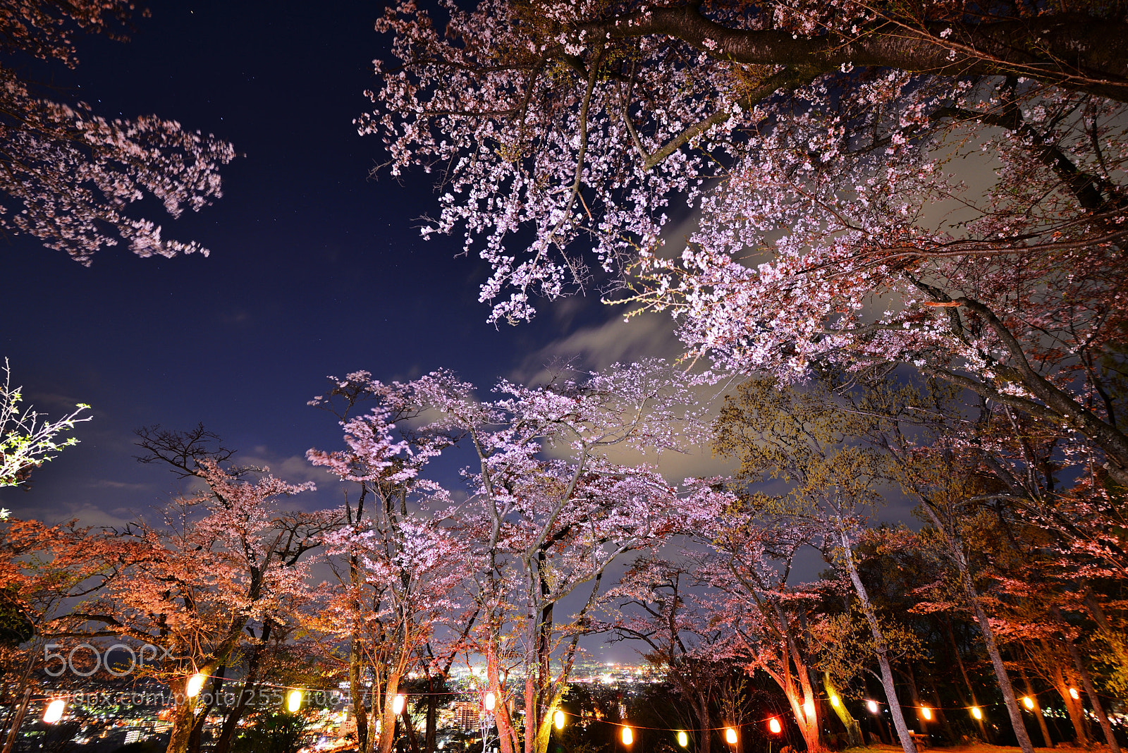Nikon D610 sample photo. A photography