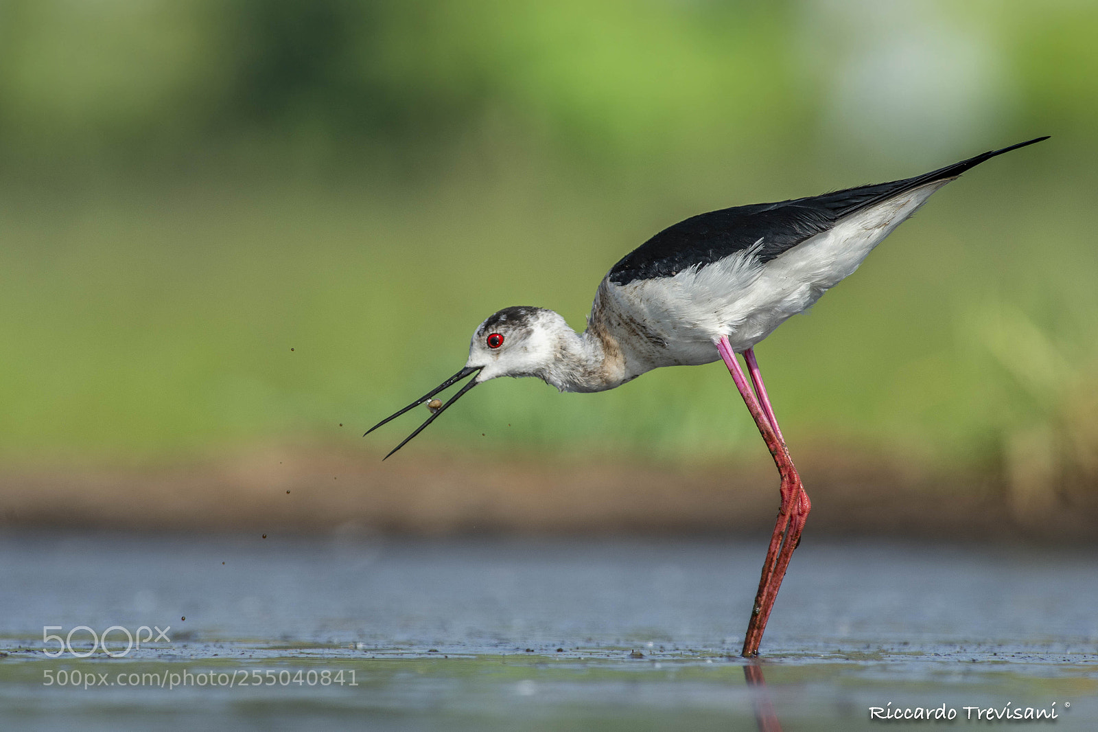 Nikon D4 sample photo. Black winged stilt with photography