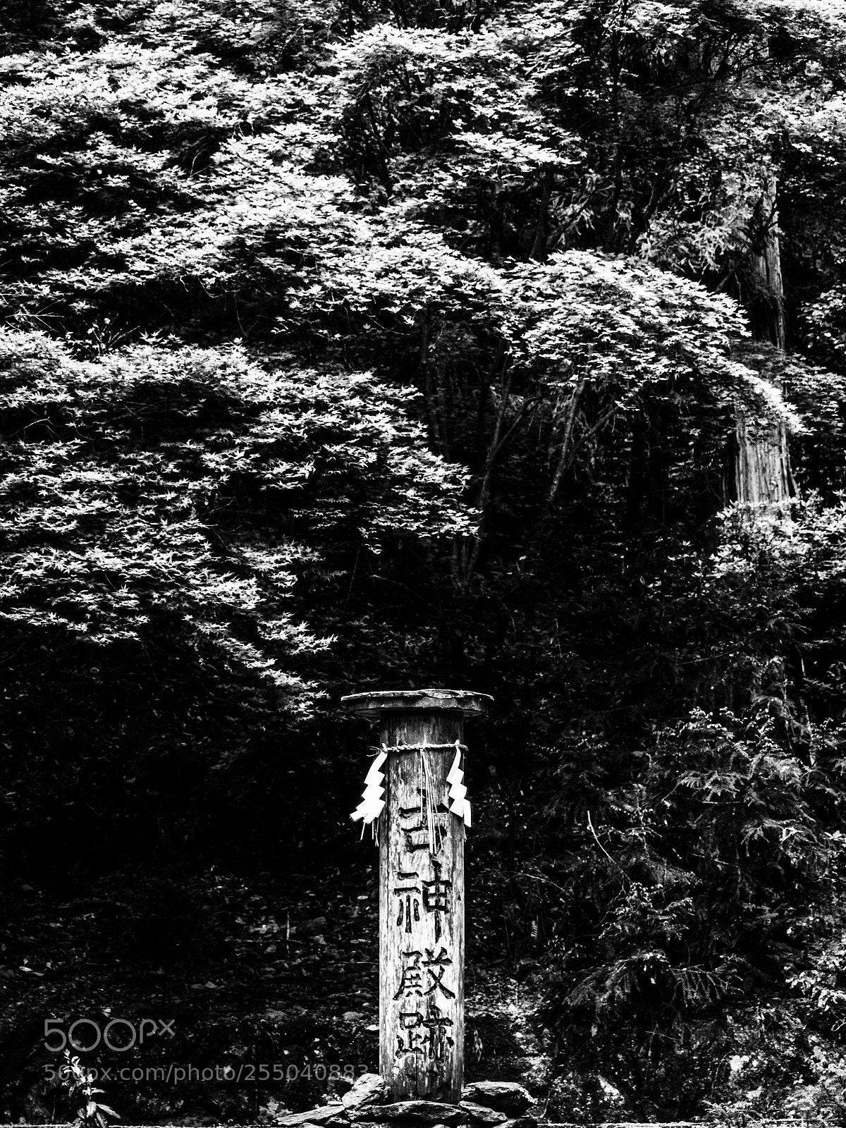 Olympus PEN E-PL6 sample photo. Noli me tangere photography