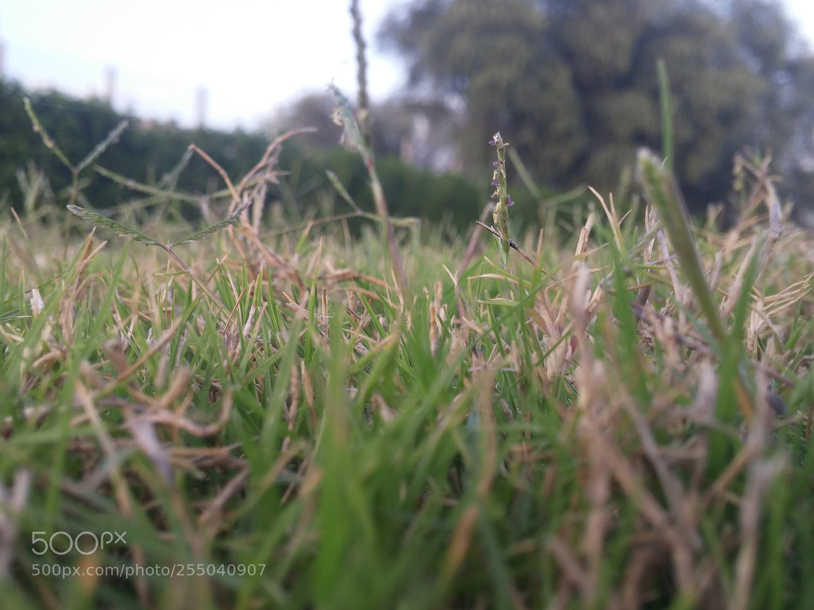 LG G3 sample photo. Grass photography