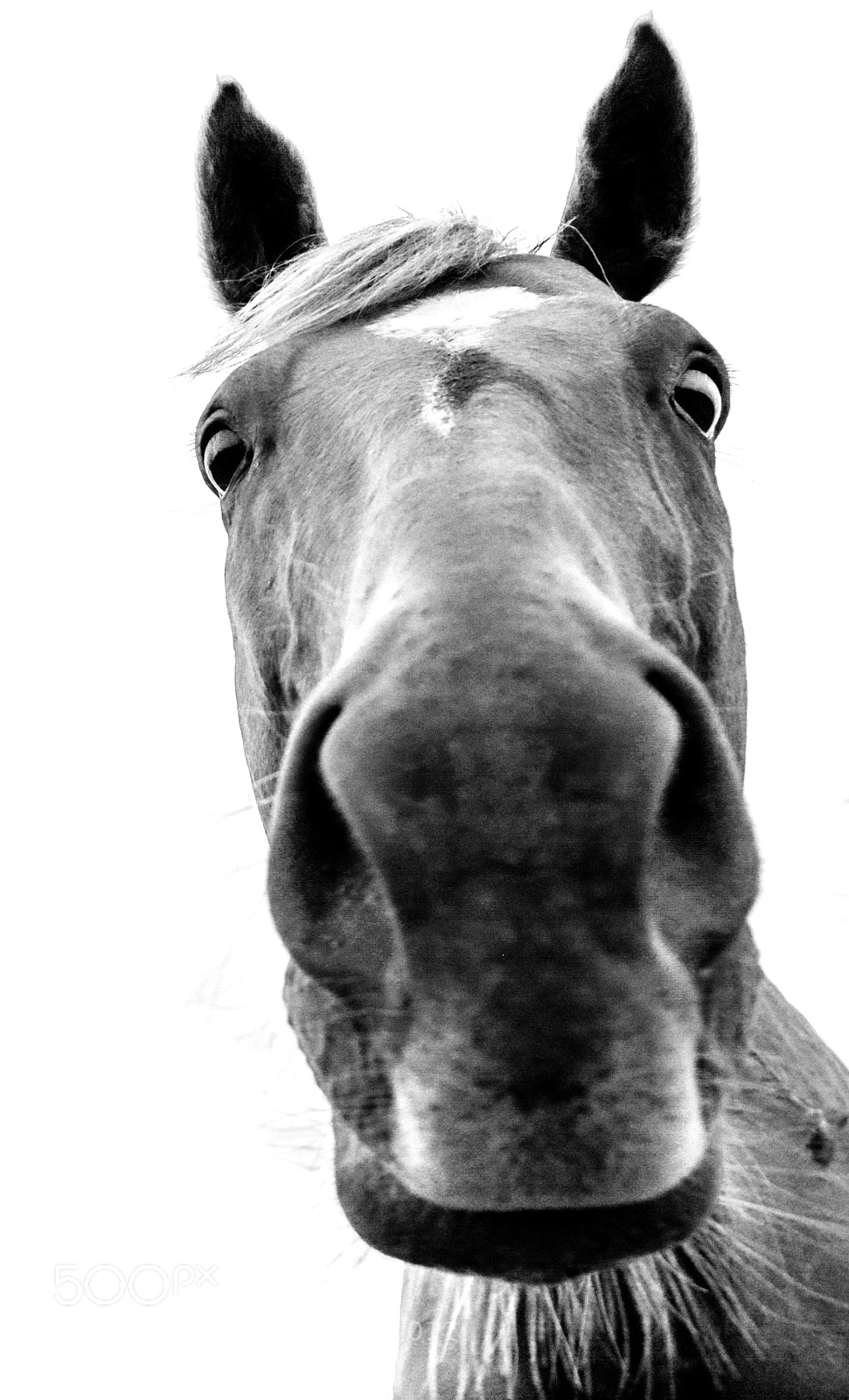 Nikon D7100 sample photo. H o r s photography