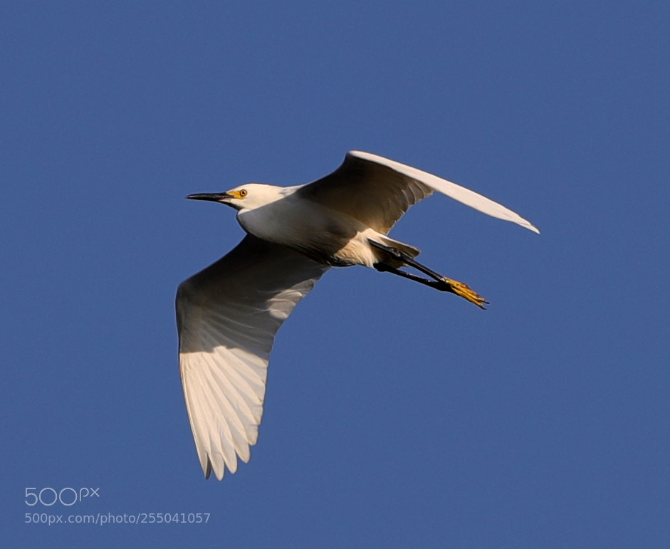 Canon EOS-1D X Mark II sample photo. 04-24-18-0014332.jpg photography