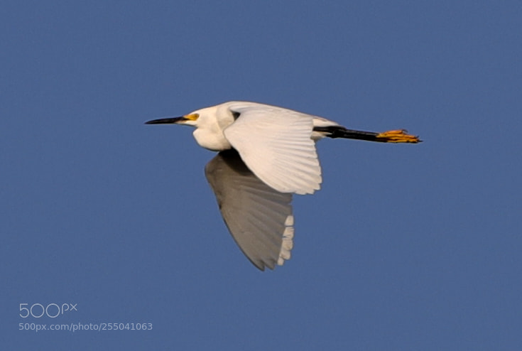 Canon EOS-1D X Mark II sample photo. 04-24-18-0014331.jpg photography