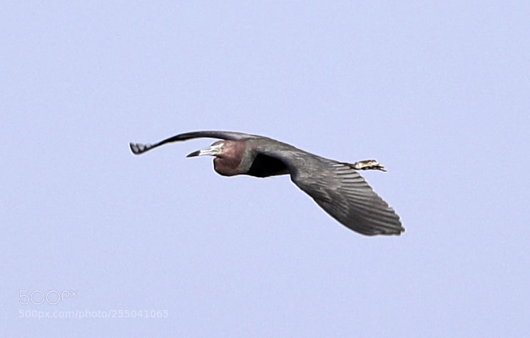 Canon EOS-1D X Mark II sample photo. 04-24-18-0014330.jpg photography