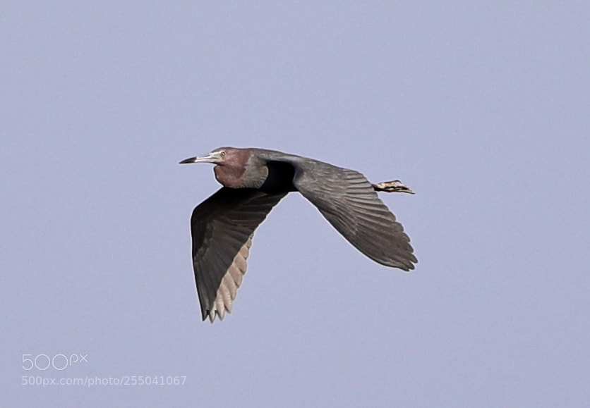 Canon EOS-1D X Mark II sample photo. 04-24-18-0014329.jpg photography