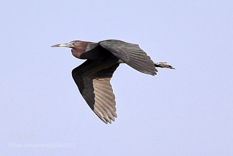 Canon EOS-1D X Mark II sample photo. 04-24-18-0014328.jpg photography
