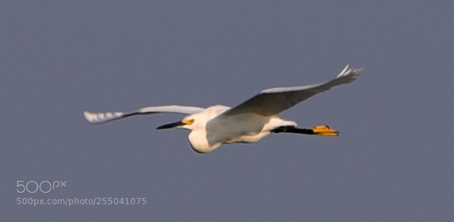 Canon EOS-1D X Mark II sample photo. 04-24-18-0014327.jpg photography