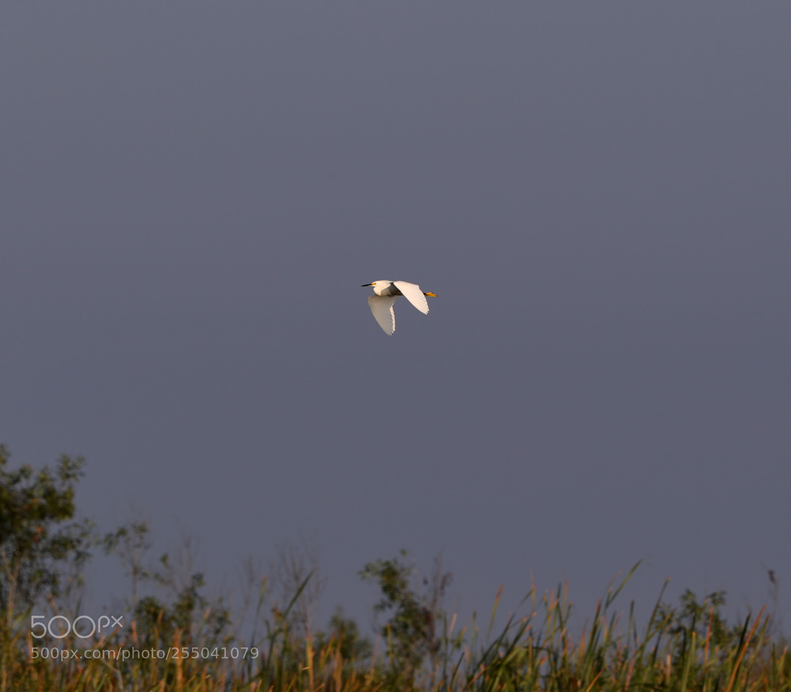 Canon EOS-1D X Mark II sample photo. 04-24-18-0014326.jpg photography