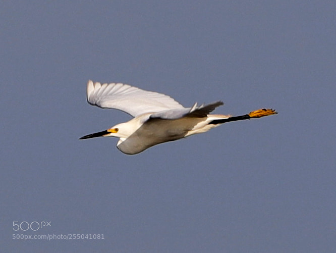Canon EOS-1D X Mark II sample photo. 04-24-18-0014324.jpg photography