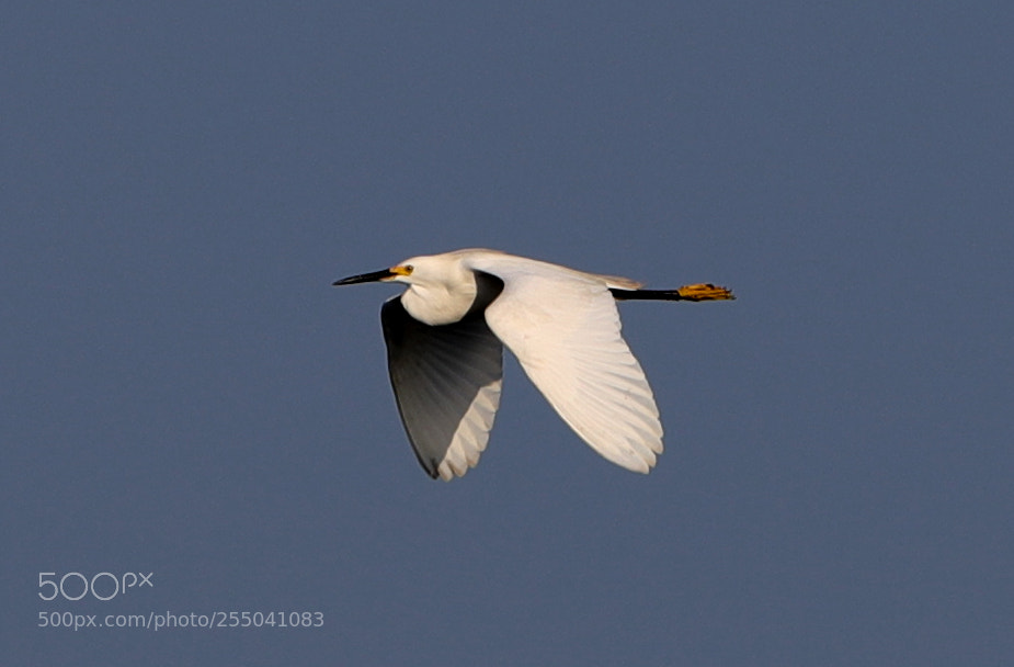 Canon EOS-1D X Mark II sample photo. 04-24-18-0014325.jpg photography