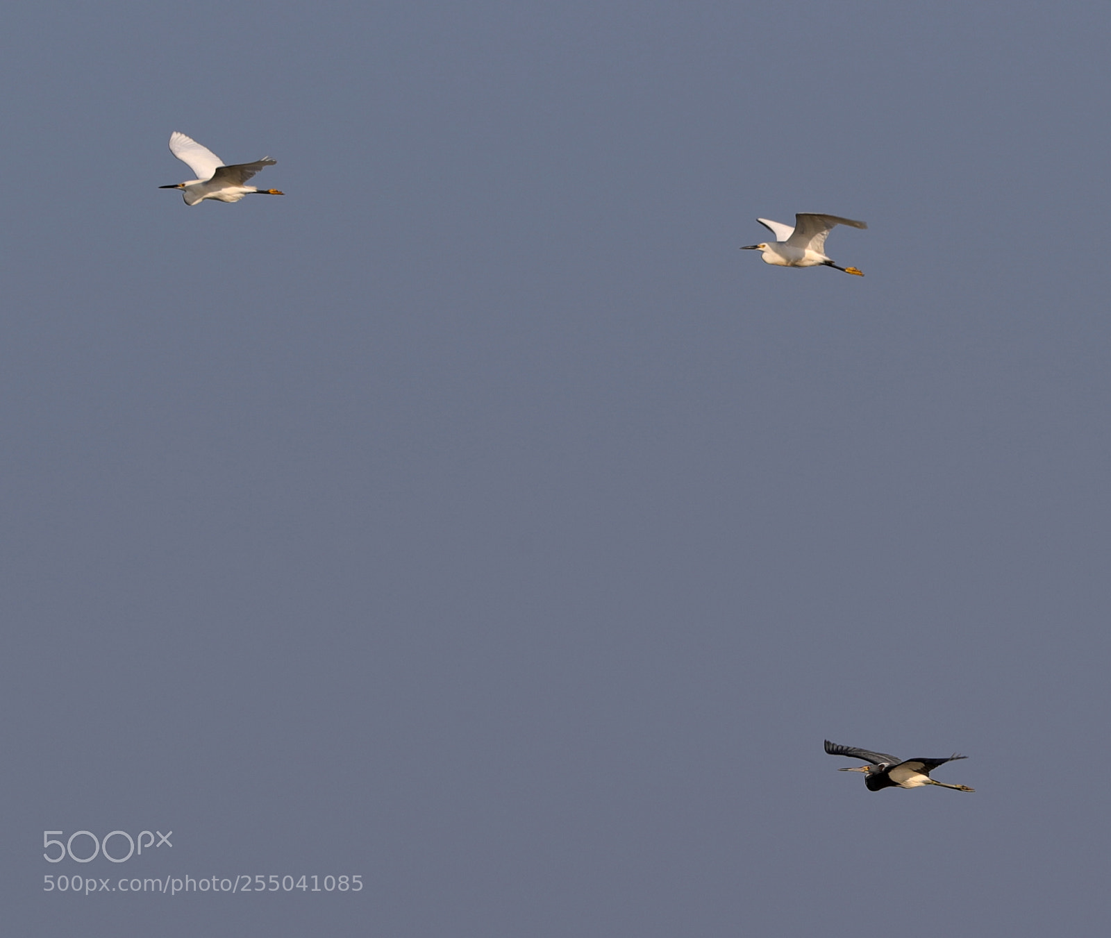 Canon EOS-1D X Mark II sample photo. 04-24-18-0014323.jpg photography