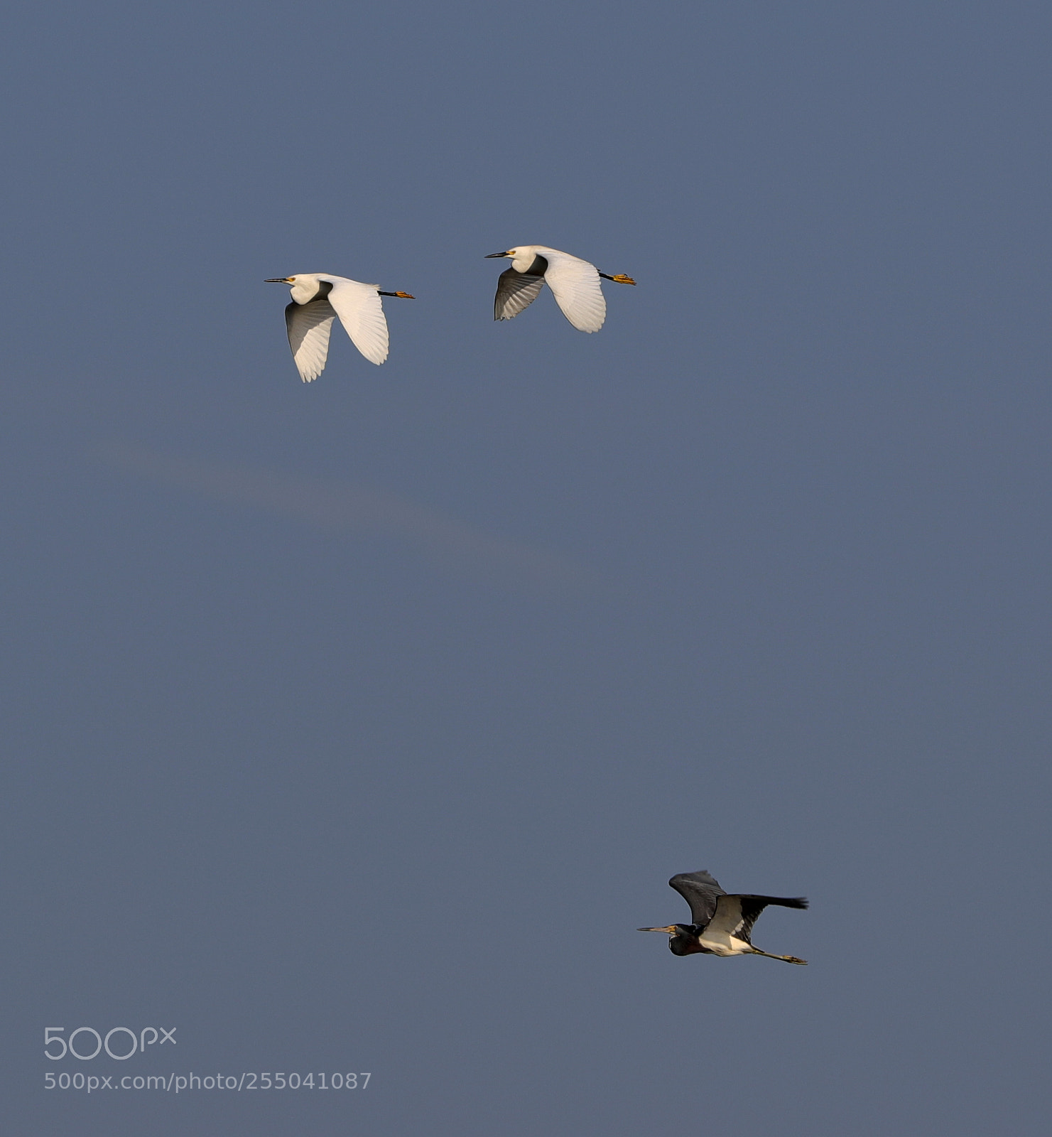 Canon EOS-1D X Mark II sample photo. 04-24-18-0014322.jpg photography