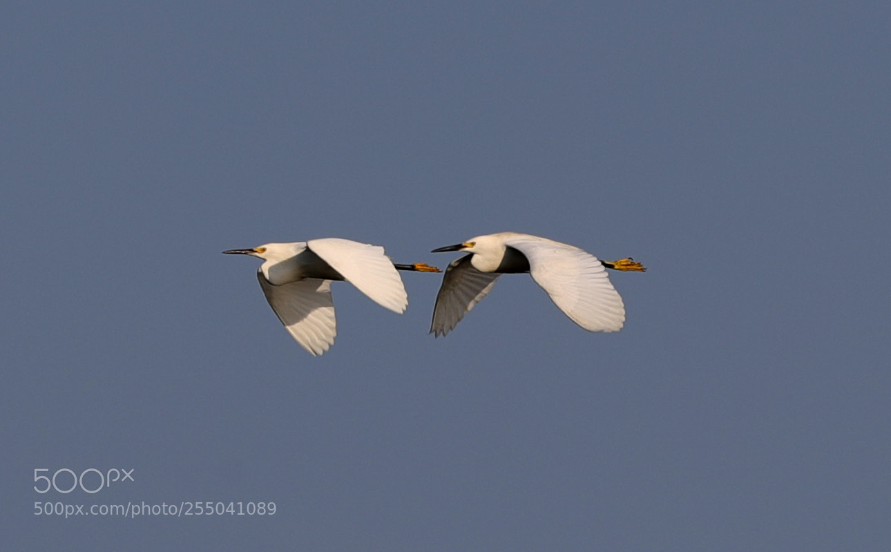 Canon EOS-1D X Mark II sample photo. 04-24-18-0014321 2.jpg photography