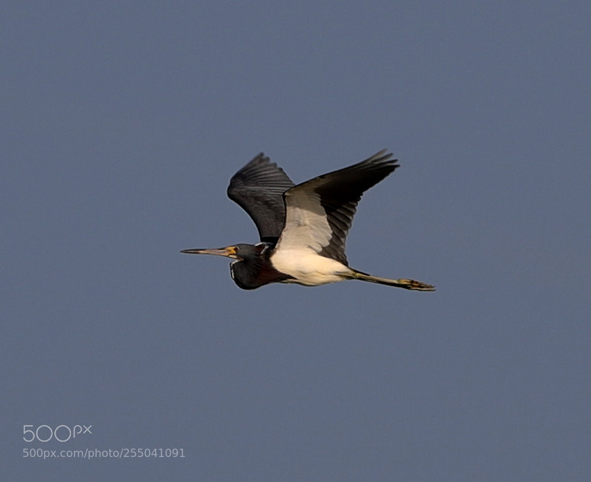Canon EOS-1D X Mark II sample photo. 04-24-18-0014321 1.jpg photography