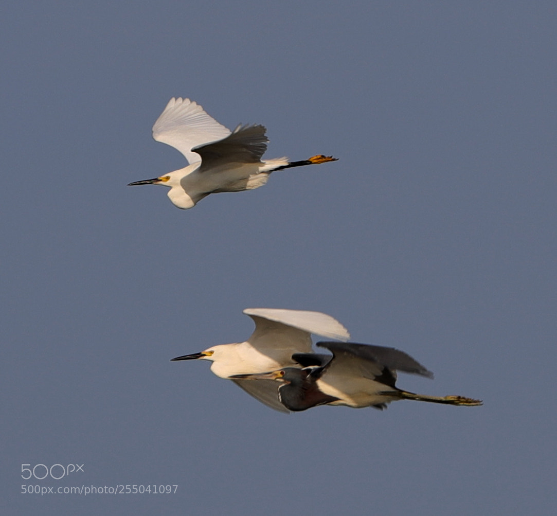 Canon EOS-1D X Mark II sample photo. 04-24-18-0014319.jpg photography