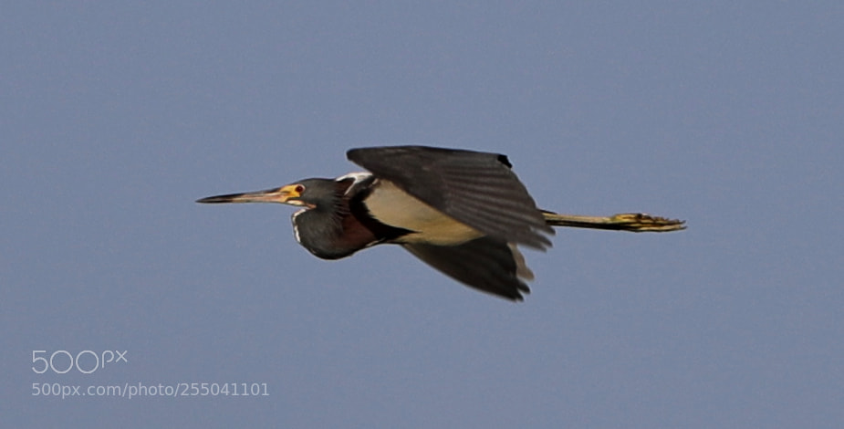 Canon EOS-1D X Mark II sample photo. 04-24-18-0014318 1.jpg photography