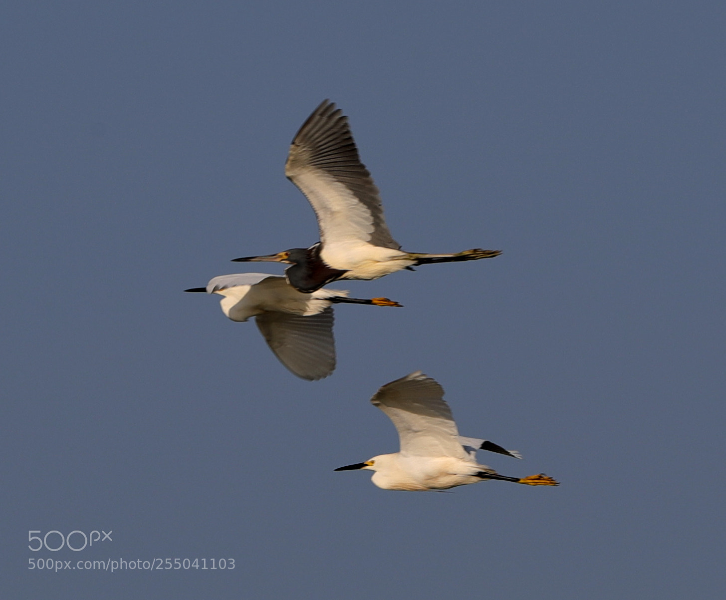 Canon EOS-1D X Mark II sample photo. 04-24-18-0014317.jpg photography