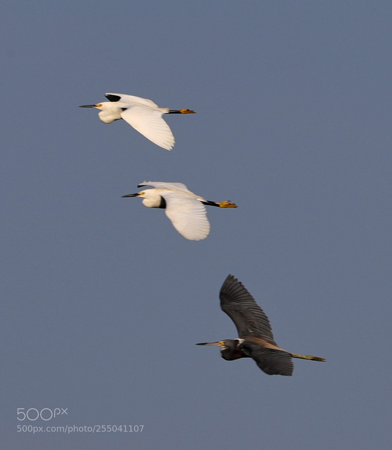 Canon EOS-1D X Mark II sample photo. 04-24-18-0014320.jpg photography