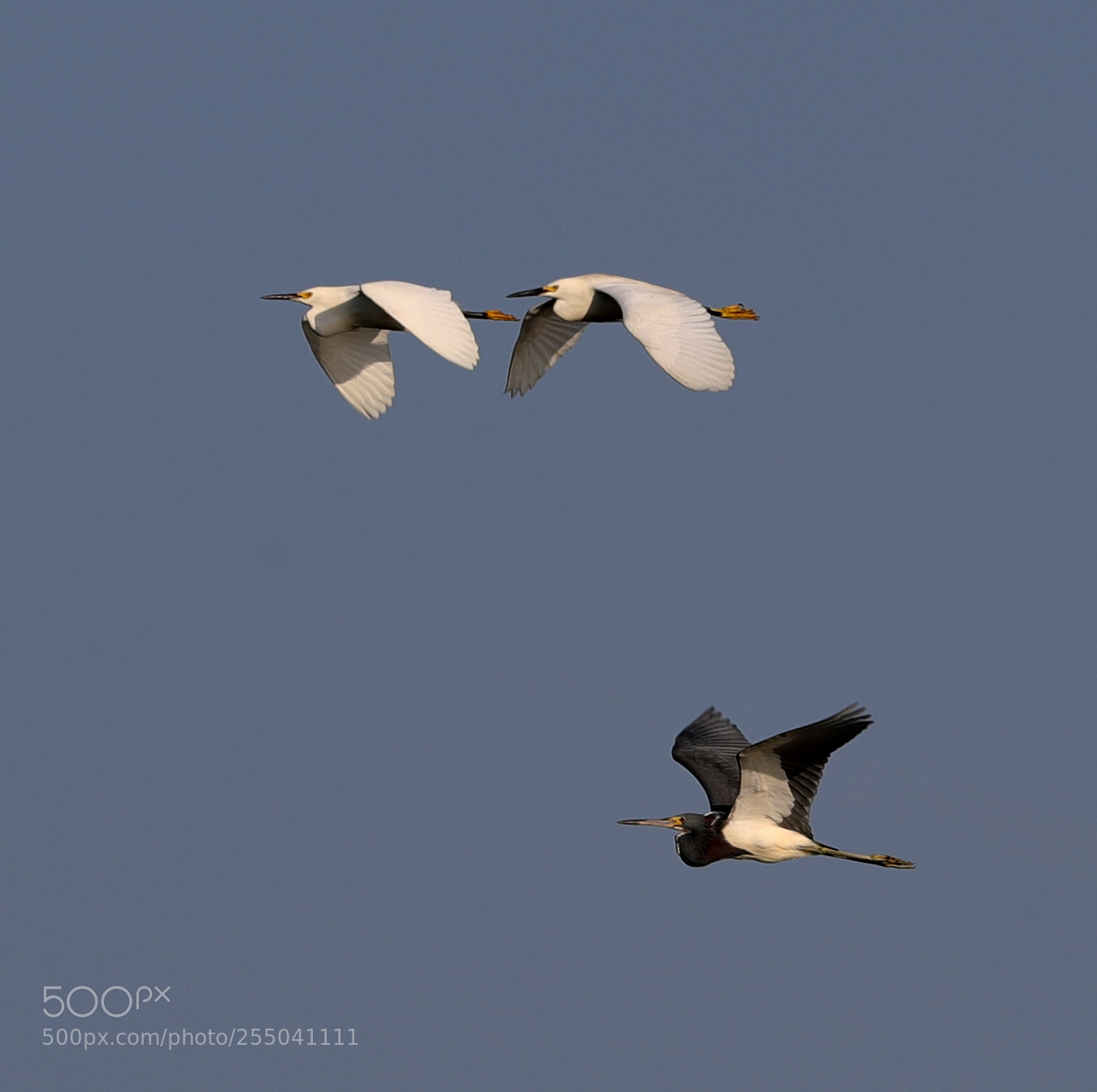 Canon EOS-1D X Mark II sample photo. 04-24-18-0014321.jpg photography