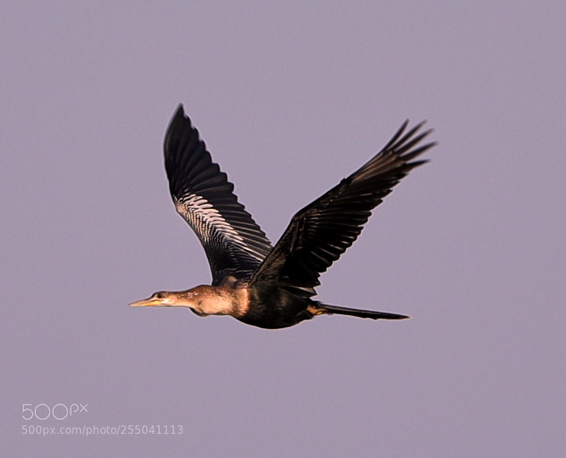 Canon EOS-1D X Mark II sample photo. 04-24-18-0014316.jpg photography