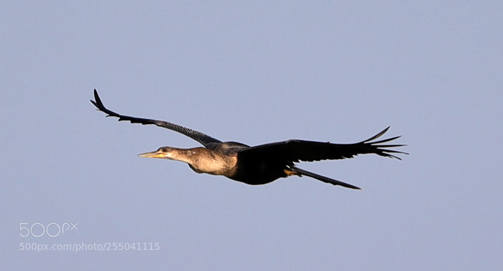 Canon EOS-1D X Mark II sample photo. 04-24-18-0014315.jpg photography
