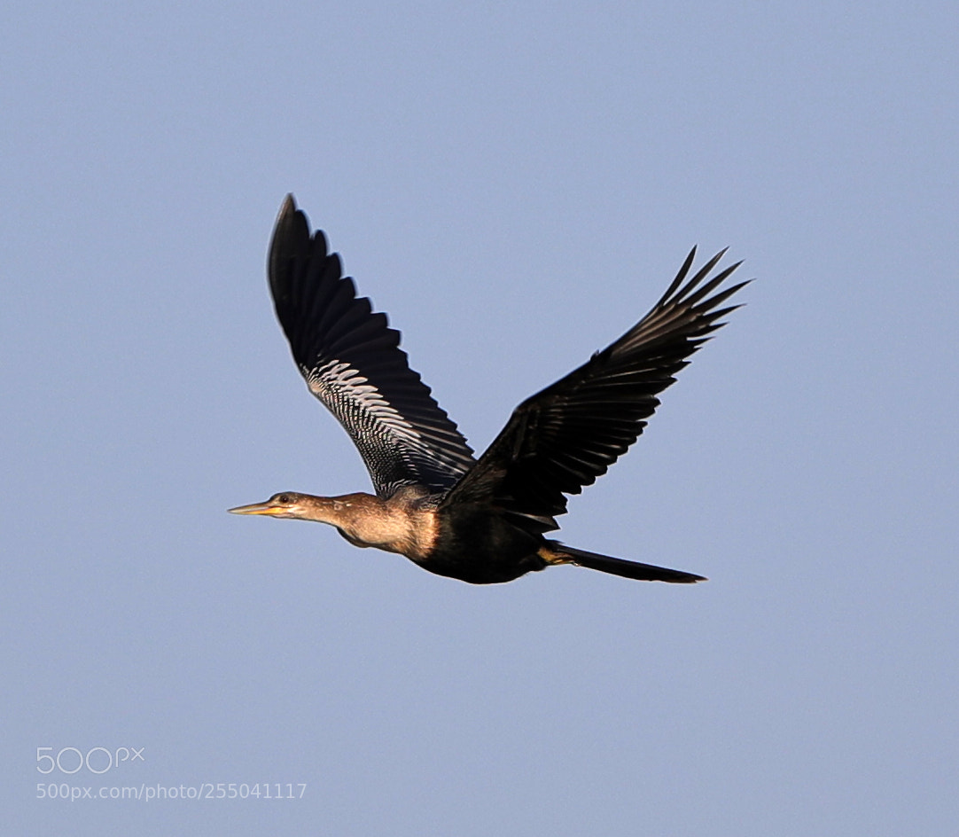 Canon EOS-1D X Mark II sample photo. 04-24-18-0014314.jpg photography