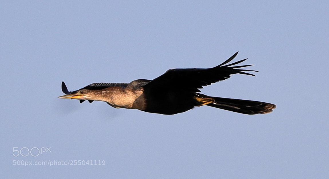 Canon EOS-1D X Mark II sample photo. 04-24-18-0014313.jpg photography