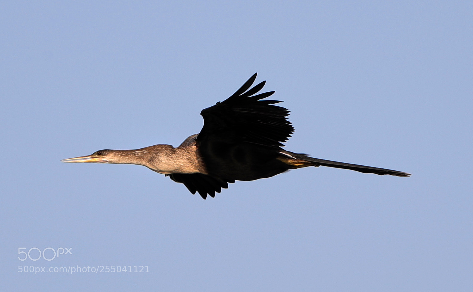 Canon EOS-1D X Mark II sample photo. 04-24-18-0014312.jpg photography