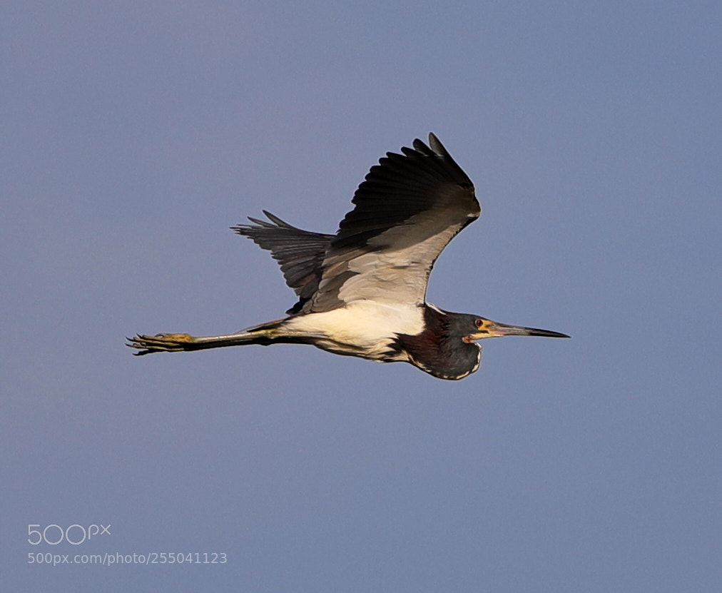 Canon EOS-1D X Mark II sample photo. 04-24-18-0014311.jpg photography