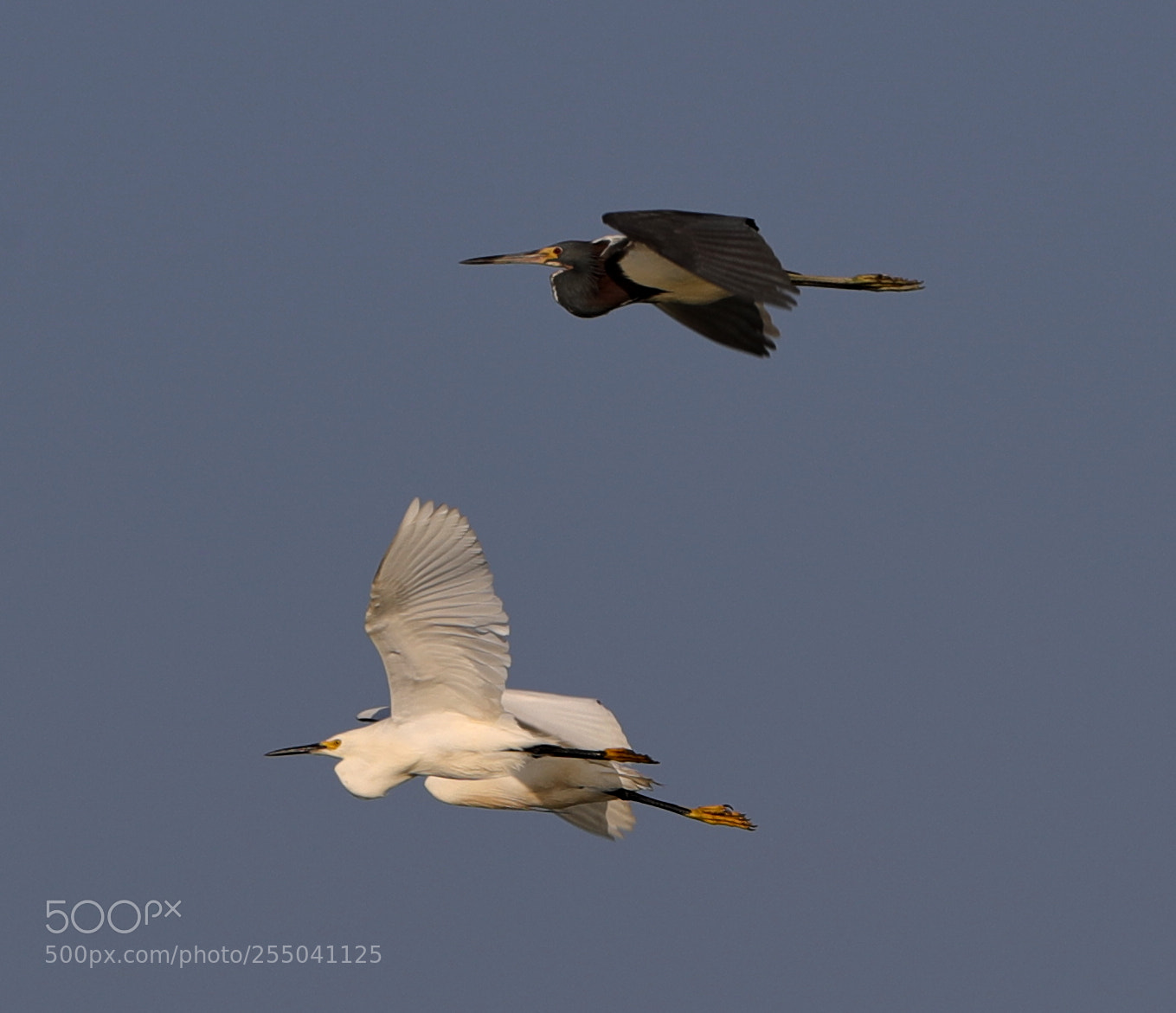 Canon EOS-1D X Mark II sample photo. 04-24-18-0014318.jpg photography
