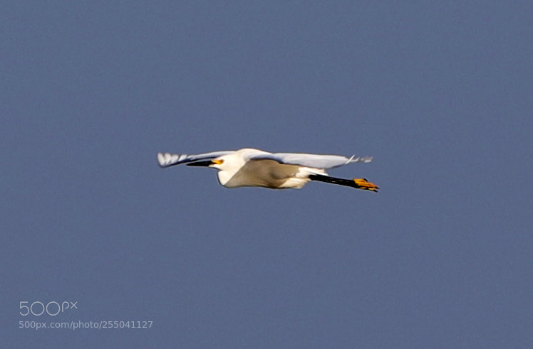 Canon EOS-1D X Mark II sample photo. 04-24-18-0014310.jpg photography
