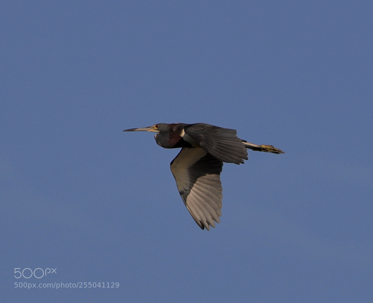 Canon EOS-1D X Mark II sample photo. 04-24-18-0014309 2.jpg photography