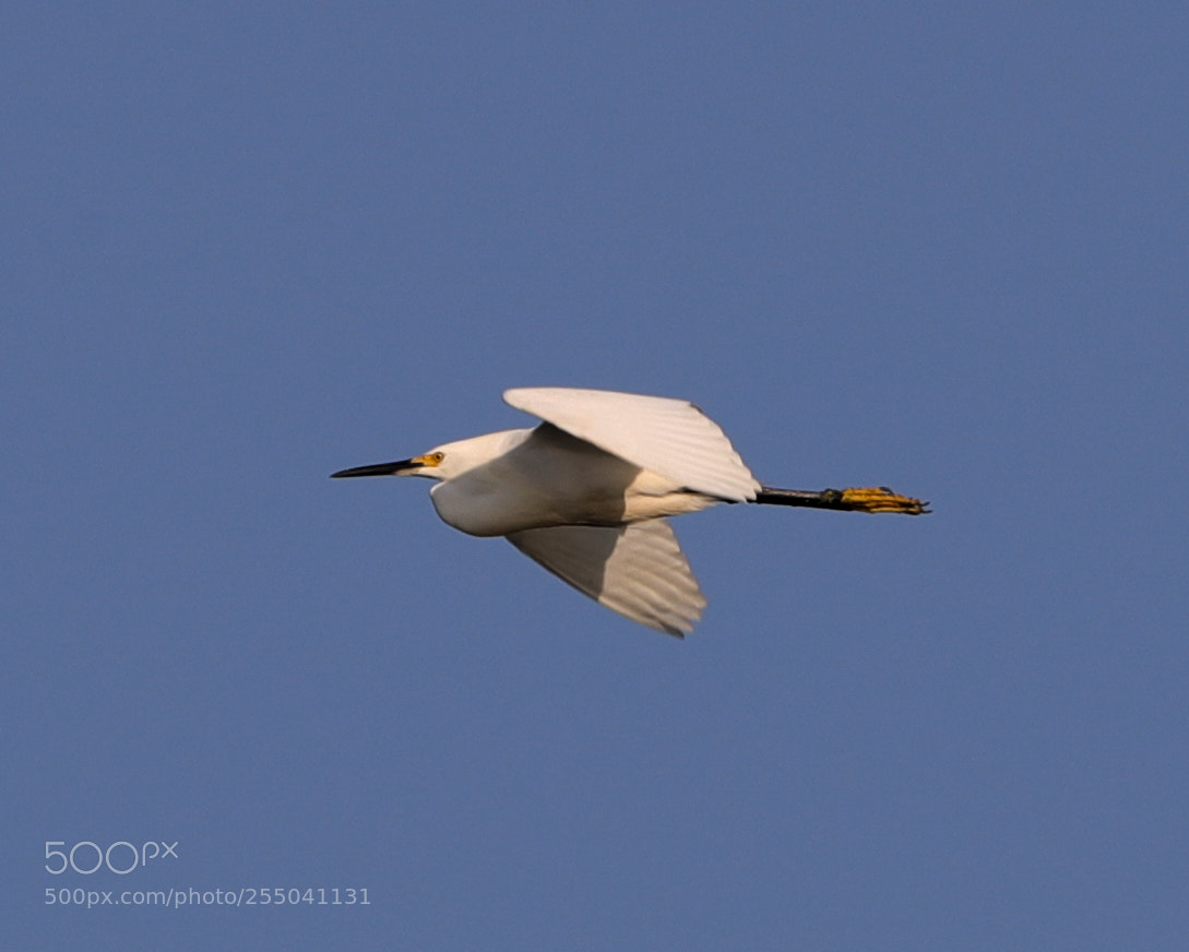 Canon EOS-1D X Mark II sample photo. 04-24-18-0014309 1.jpg photography