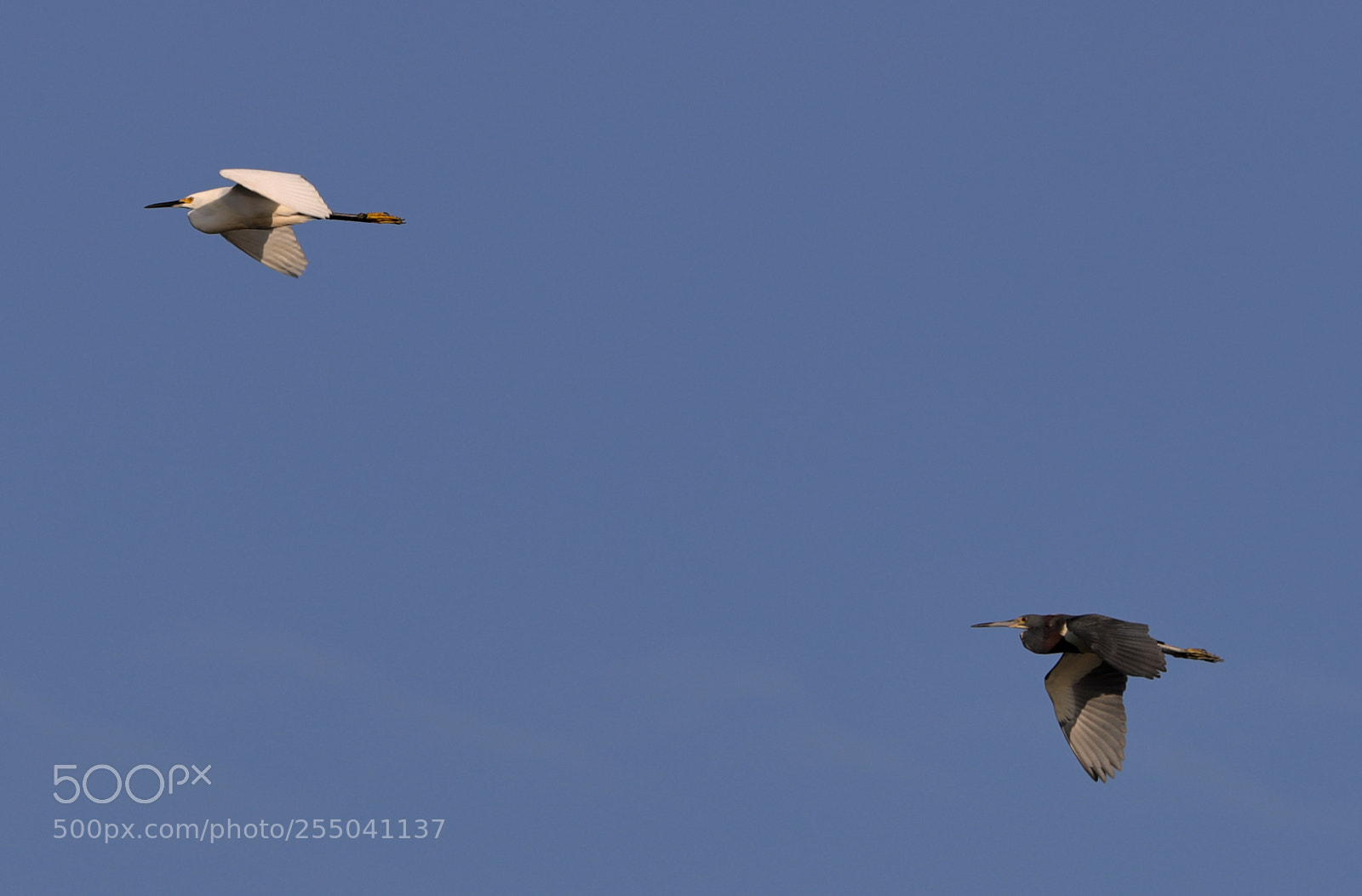 Canon EOS-1D X Mark II sample photo. 04-24-18-0014309.jpg photography