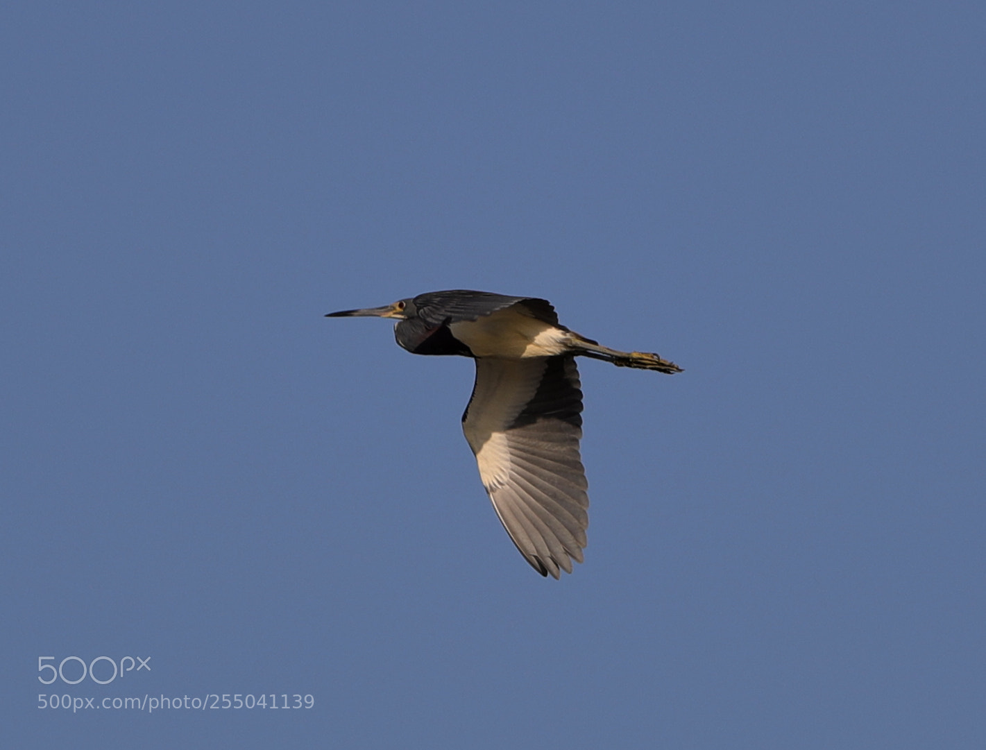 Canon EOS-1D X Mark II sample photo. 04-24-18-0014308 2.jpg photography