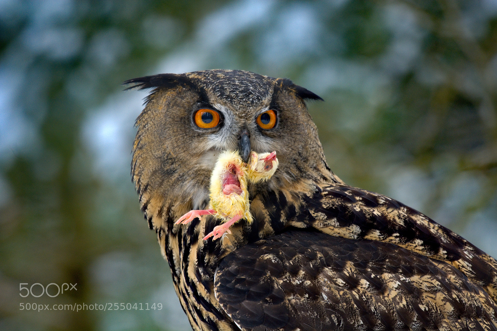 Nikon D7100 sample photo. Eagle-owl photography
