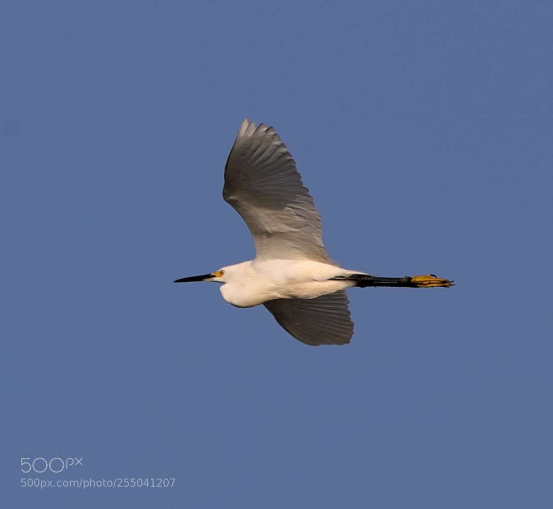 Canon EOS-1D X Mark II sample photo. 04-24-18-0014308 1.jpg photography