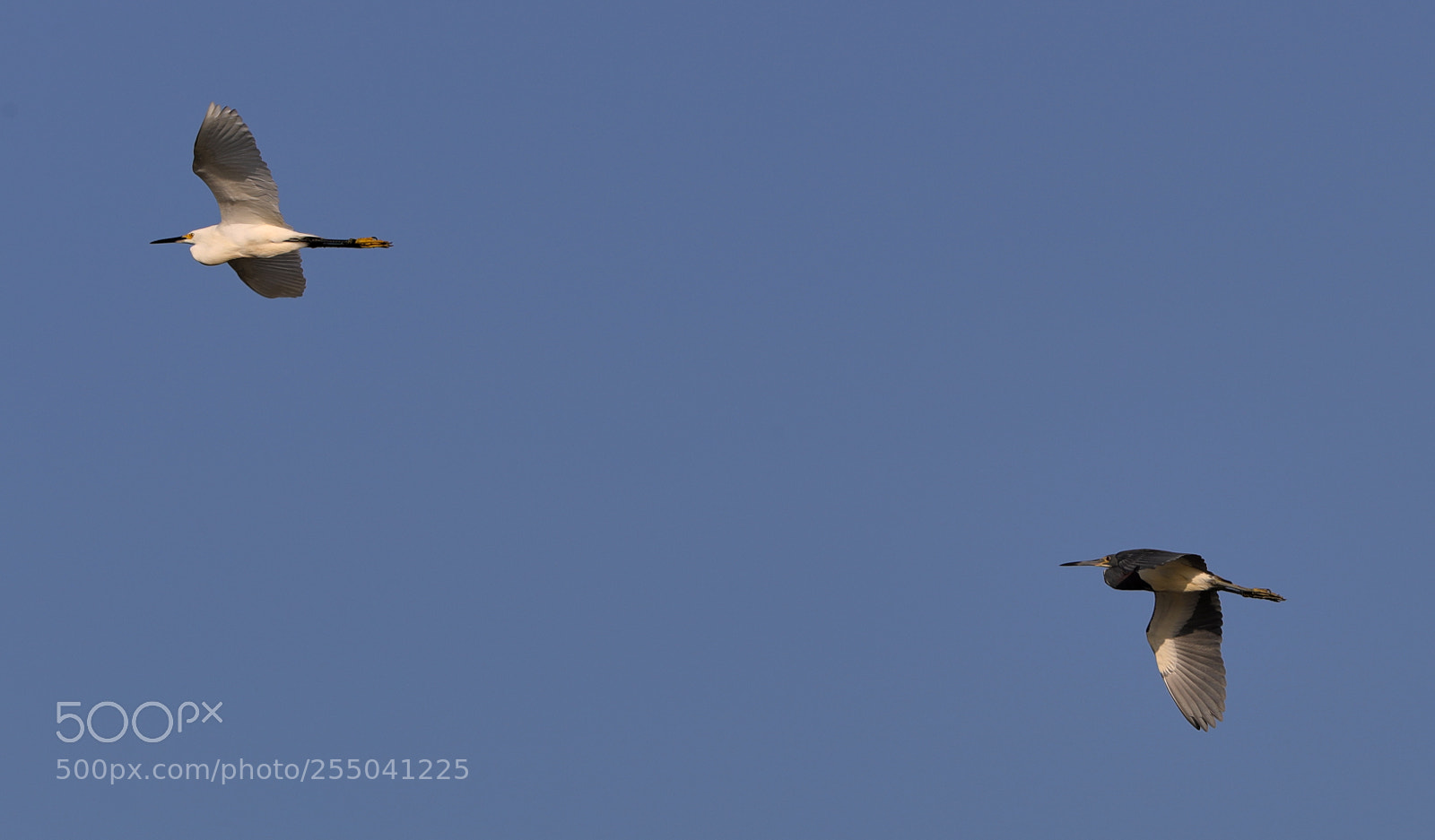 Canon EOS-1D X Mark II sample photo. 04-24-18-0014308.jpg photography