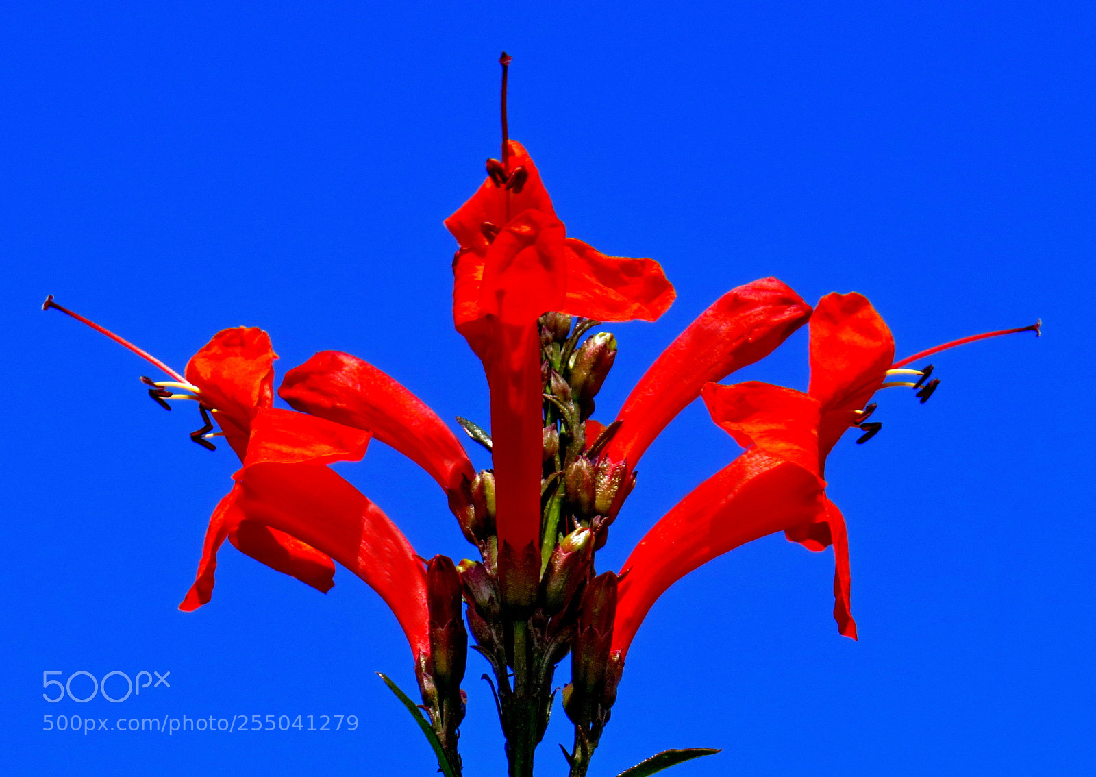 Canon PowerShot SX50 HS sample photo. Red tube flowers in photography