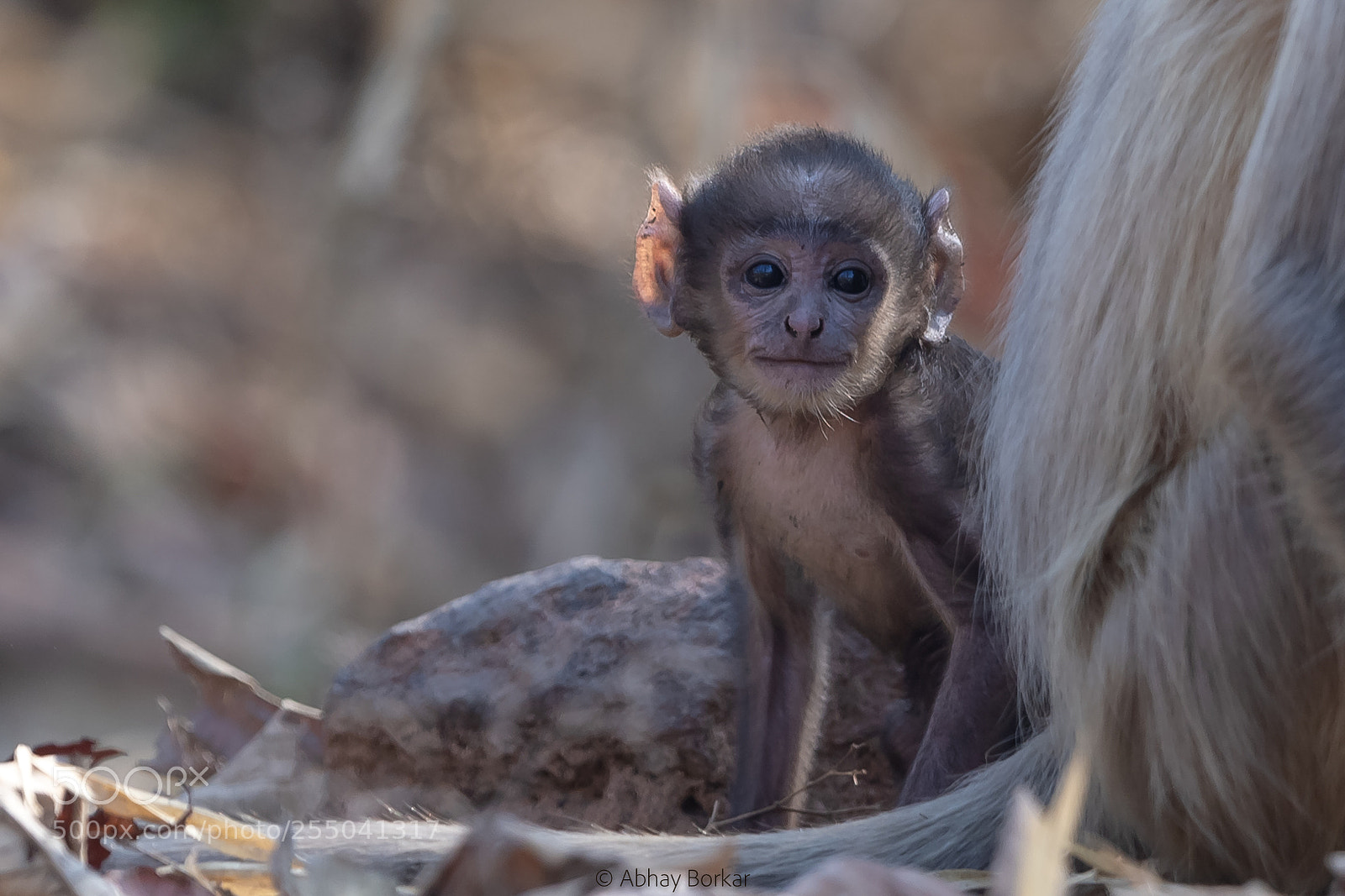 Nikon D5 sample photo. Monkey infant photography