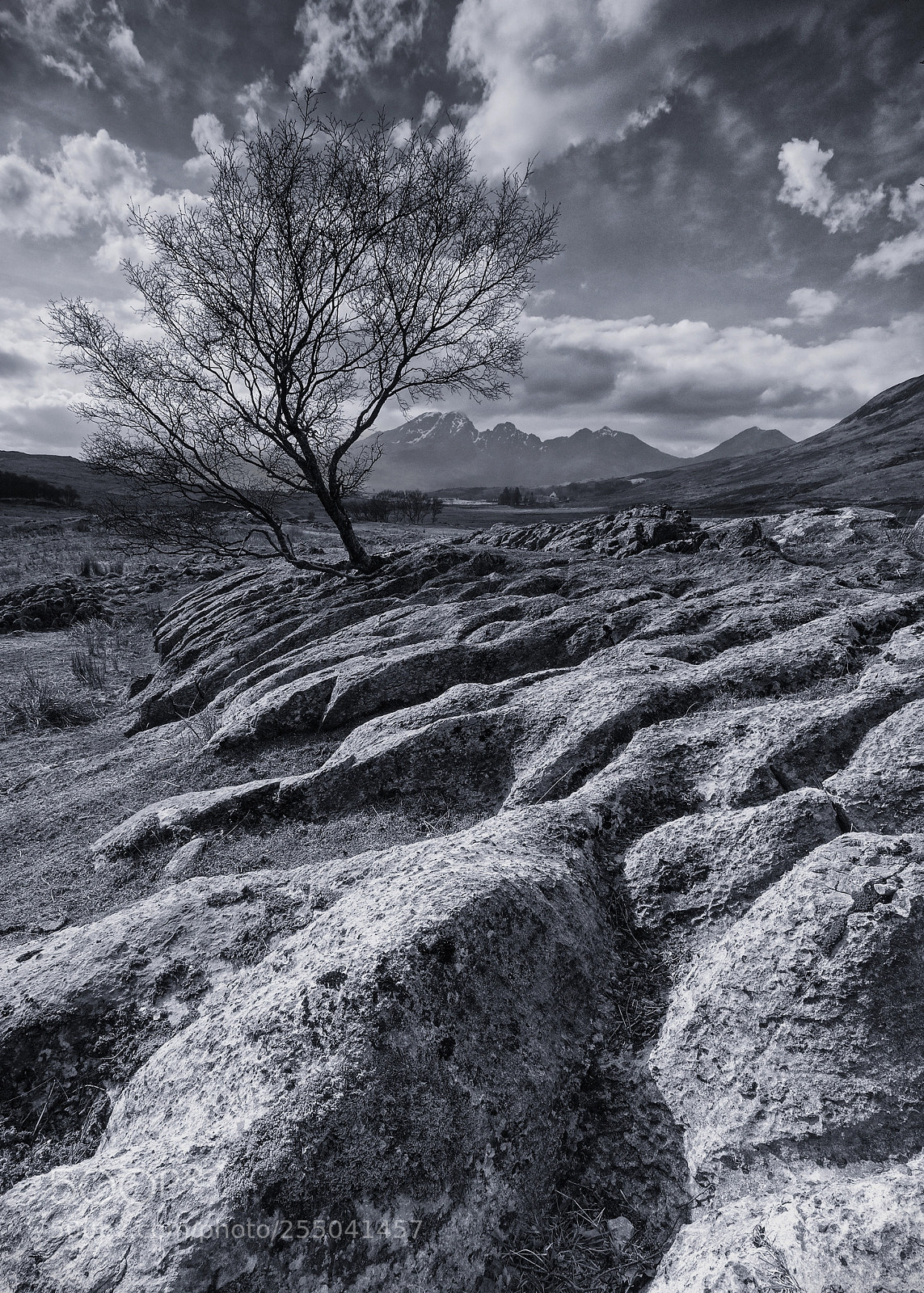 Canon EOS 80D sample photo. Blà bheinn tree photography