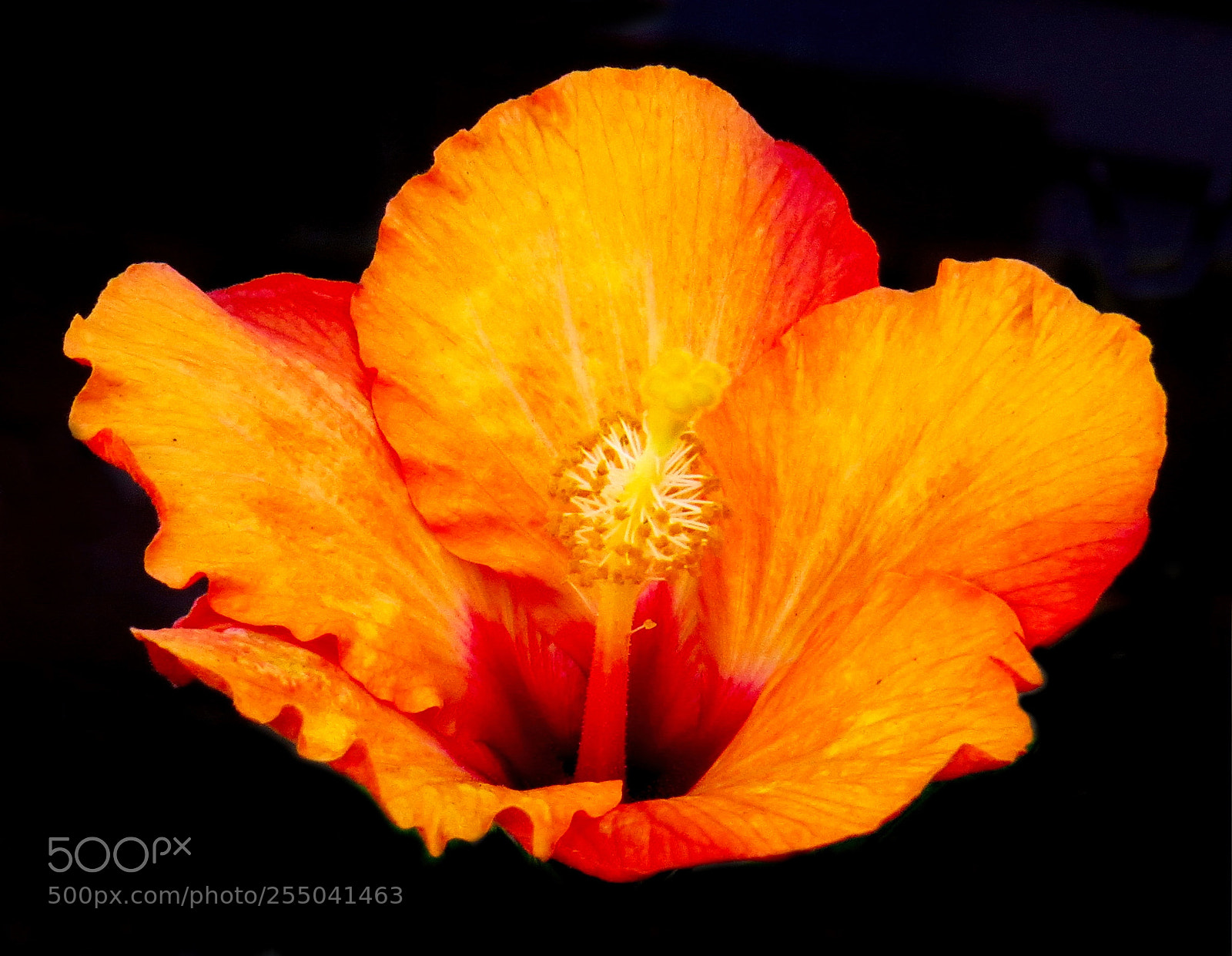 Canon PowerShot SX50 HS sample photo. A deep gold hibiscus photography
