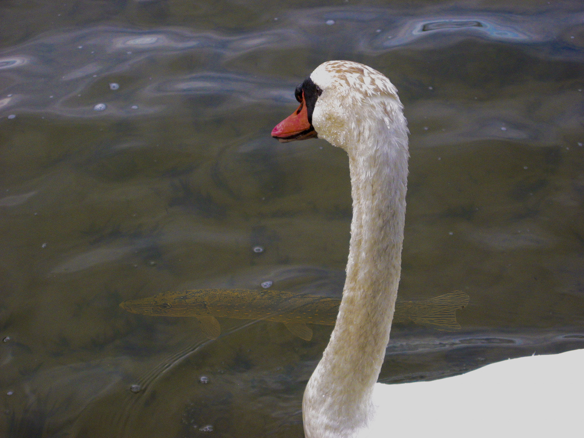 Canon POWERSHOT S30 sample photo. Swan and pike photography
